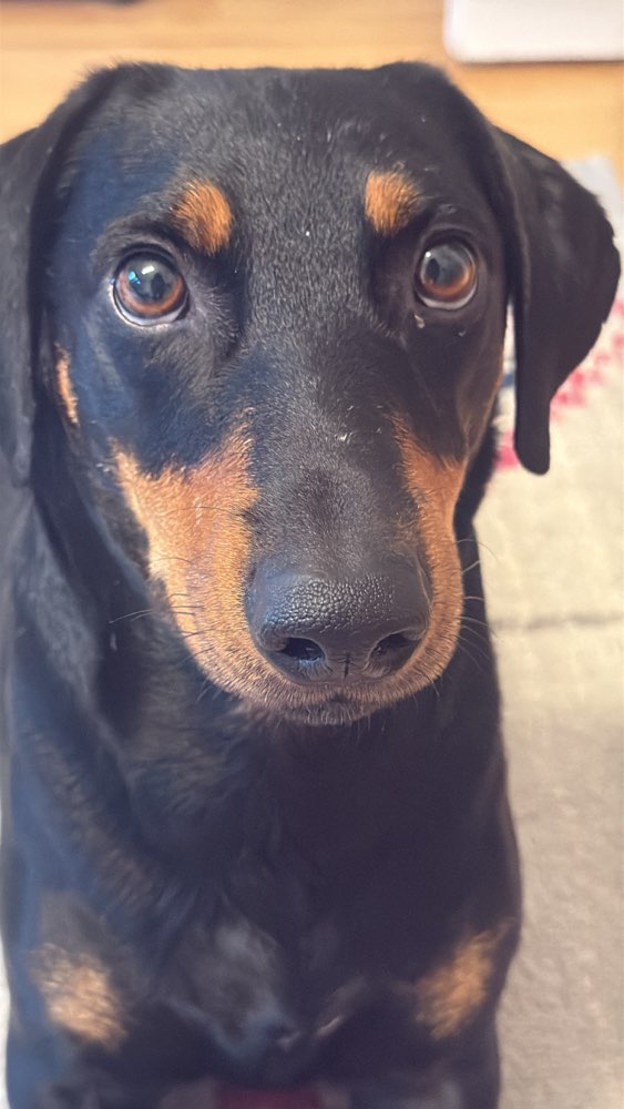 Hundetreffen-Freund/in für sammy gesucht-Profilbild