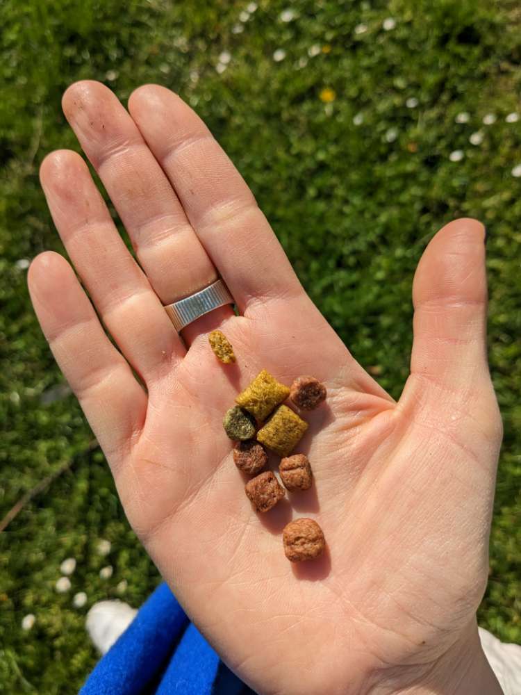 Giftköder-Eventuellwieder GiftKöder am Deich-Profilbild