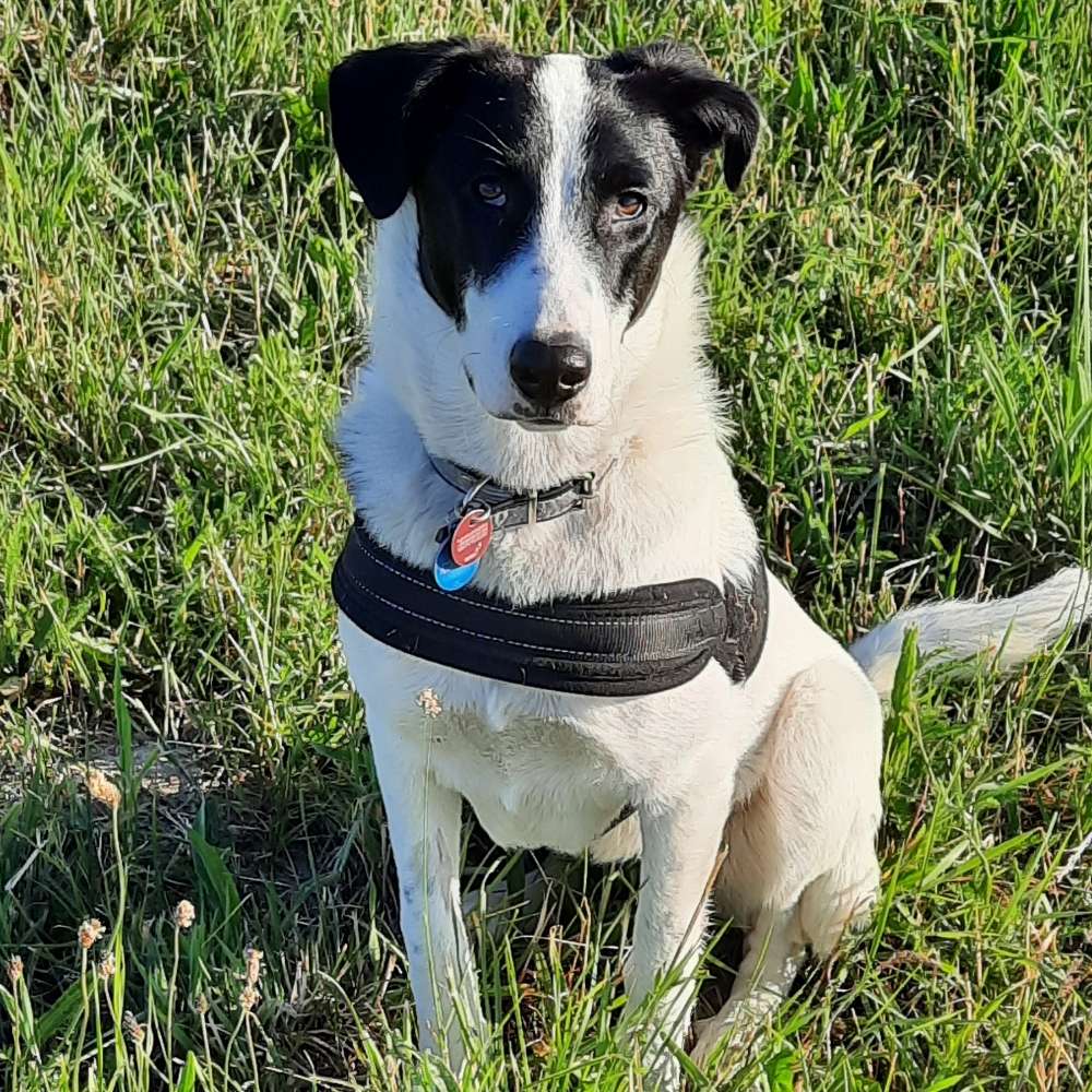 Hundetreffen-Gassigeh- Spielfreunde gesucht-Profilbild