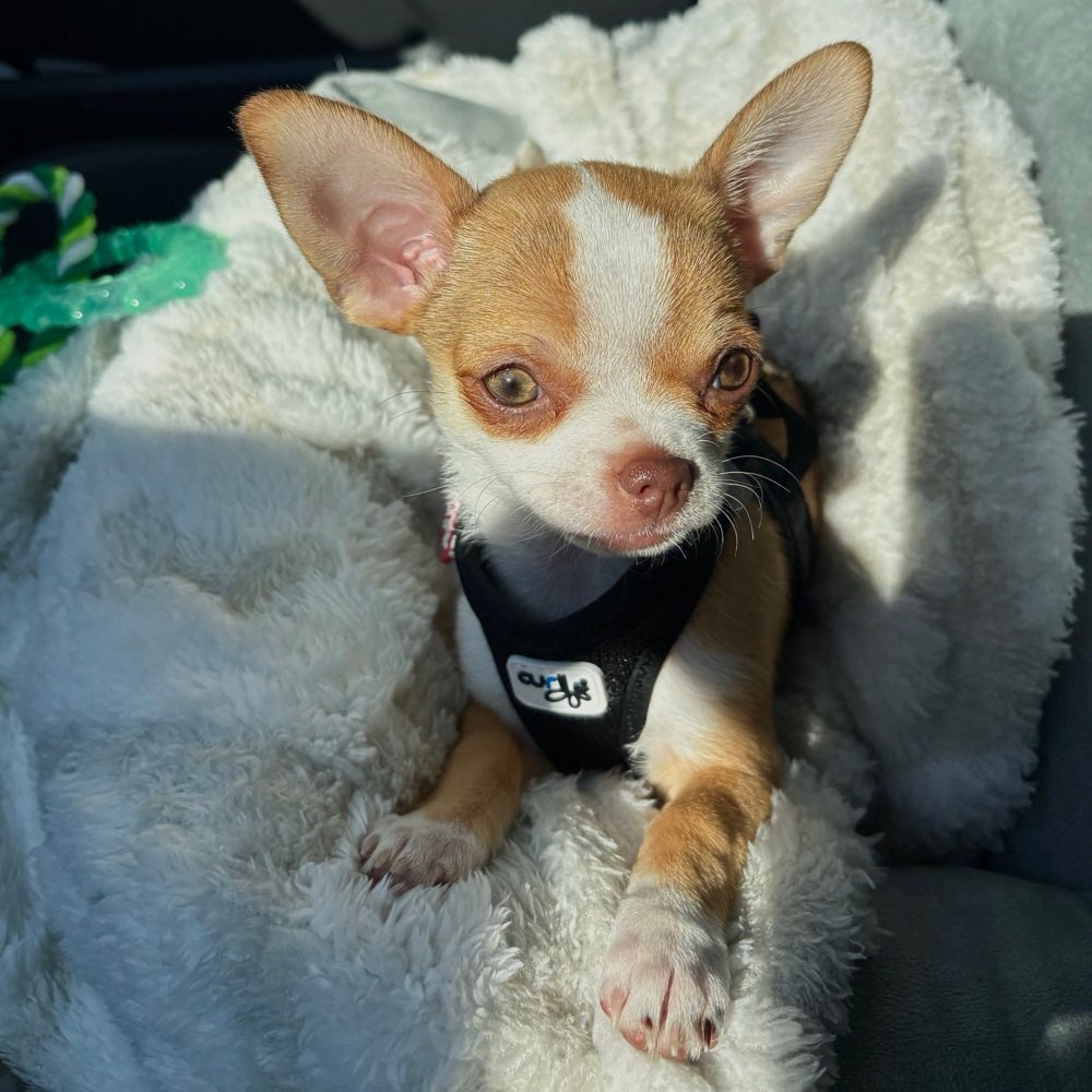 Hundetreffen-Chihuahua Freunde gesucht-Profilbild