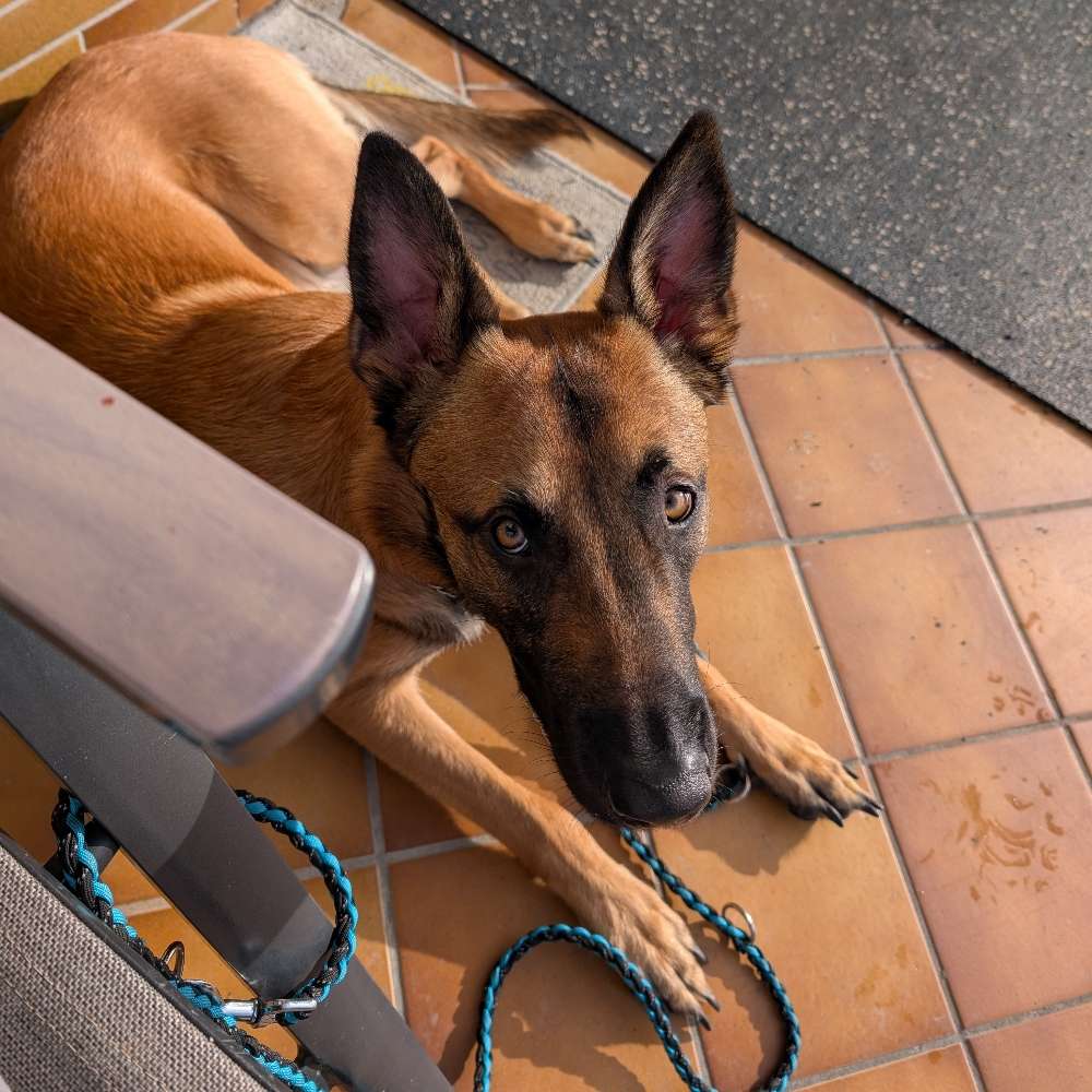 Hundetreffen-Gemeinsames Training / danach spielen-Profilbild