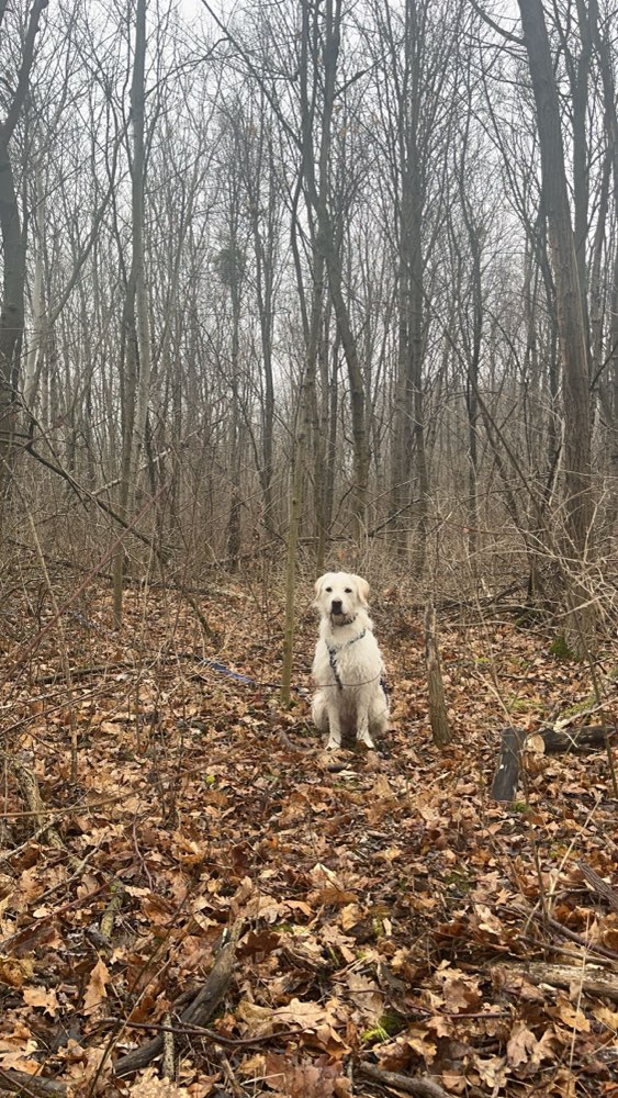Hundetreffen-Social Walks am Wienerberg-Profilbild