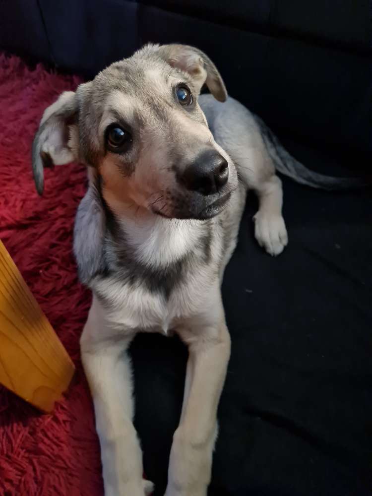 Hundetreffen-Gassi- und Spielrunde in Seelhorst (Hundeauslaufweg)-Profilbild