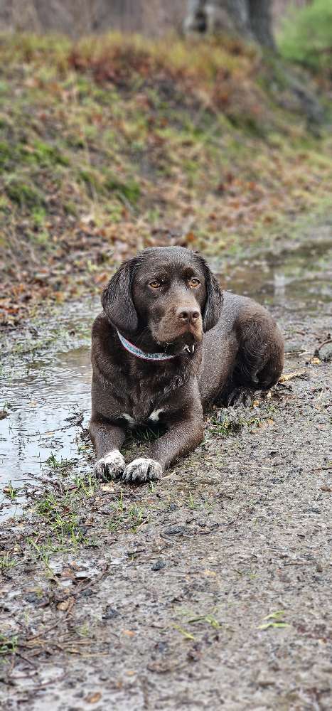 Hundetreffen-Kirby, Labrador/Kleiner Münsterländer-Mischling sucht Hunde-Gesellschaft-Profilbild