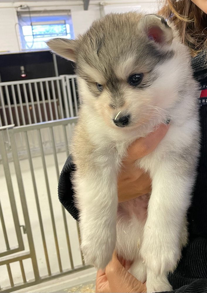 Hundetreffen-Welpentreffen zur Sozialisierung-Profilbild