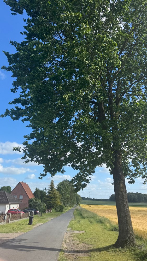 Giftköder-Eichenprozessionsspinner-Profilbild