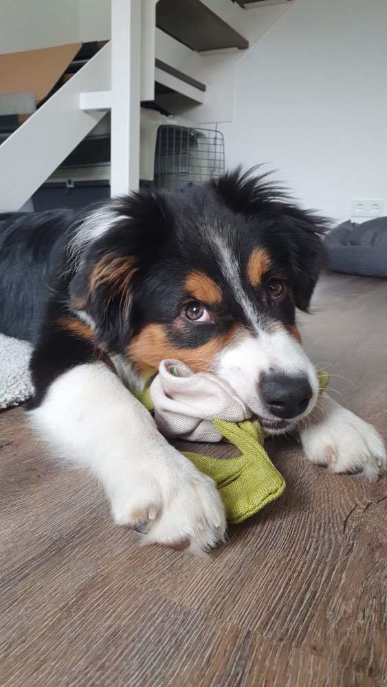 Hundetreffen-Trainings- und Spieltreffen-Profilbild