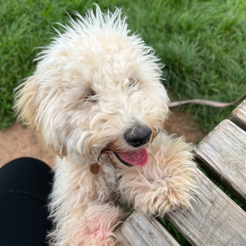 Hundetreffen-Hundefreunde gesucht-Profilbild