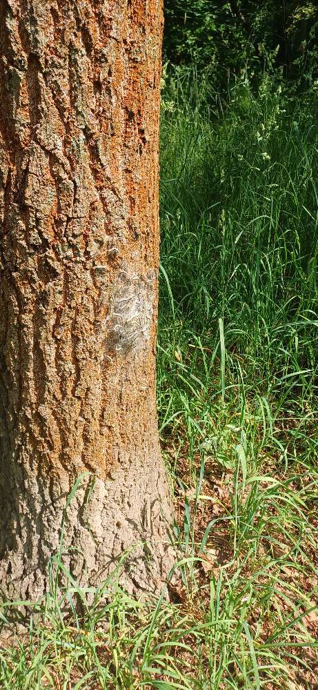 Giftköder-Am Beerenpfuhl Eichenprozessionsspinner-Profilbild