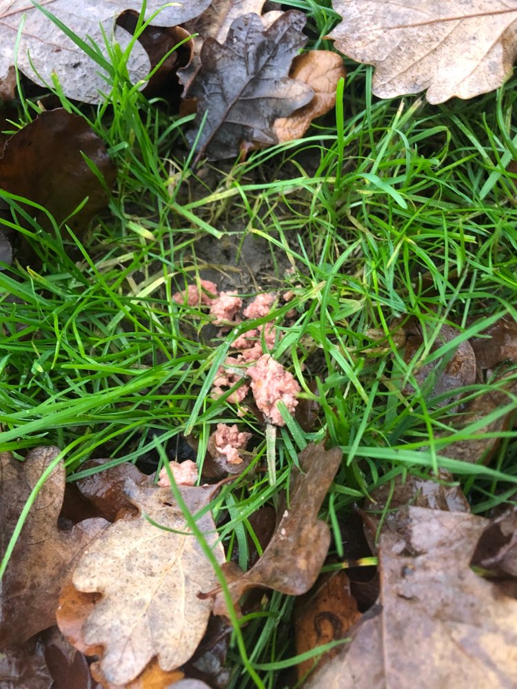 Giftköder-Leberwurst o.ä. unter dem Laub-Profilbild