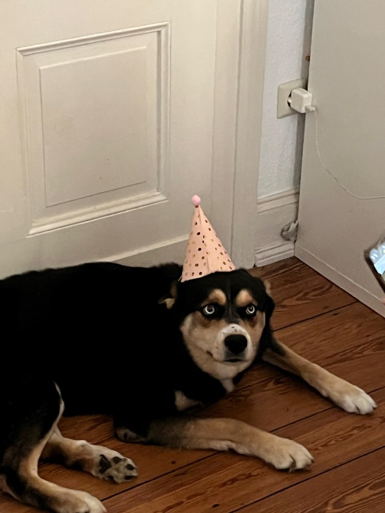 Hundetreffen-Play date?-Profilbild