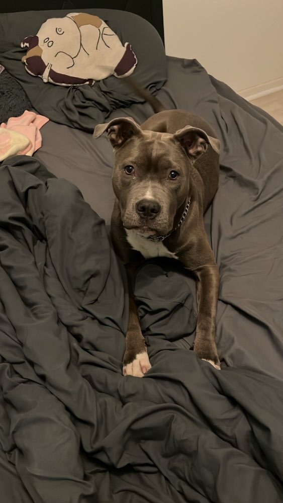 Hundetreffen-🐾 Esmeralda sucht Spiel- & Trainingspartner 🐾-Profilbild