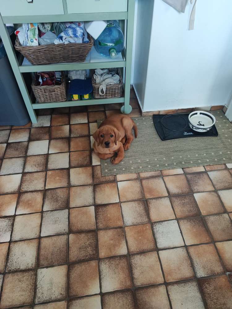 Hundetreffen-Welpenspielen/kleine Gassi runden-Profilbild