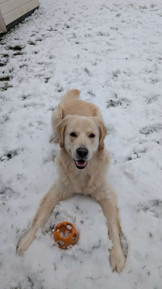 Hundetreffen-Spielgefährten gesucht-Profilbild