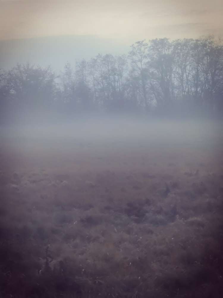 Hundetreffen-Playdates Magdeburg-Profilbild