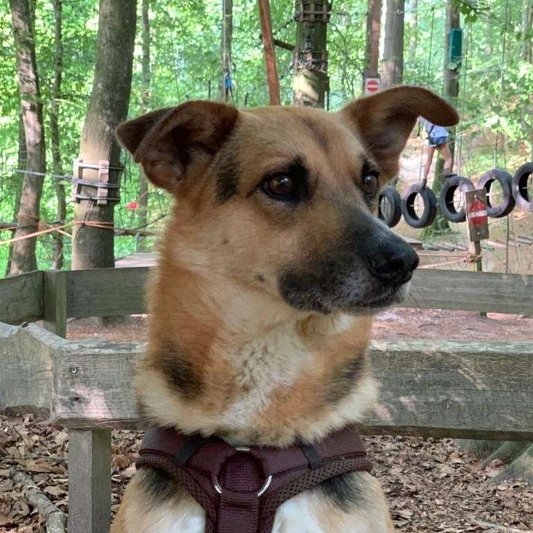 Hundetreffen-Gassi-,Spielrunden-Profilbild