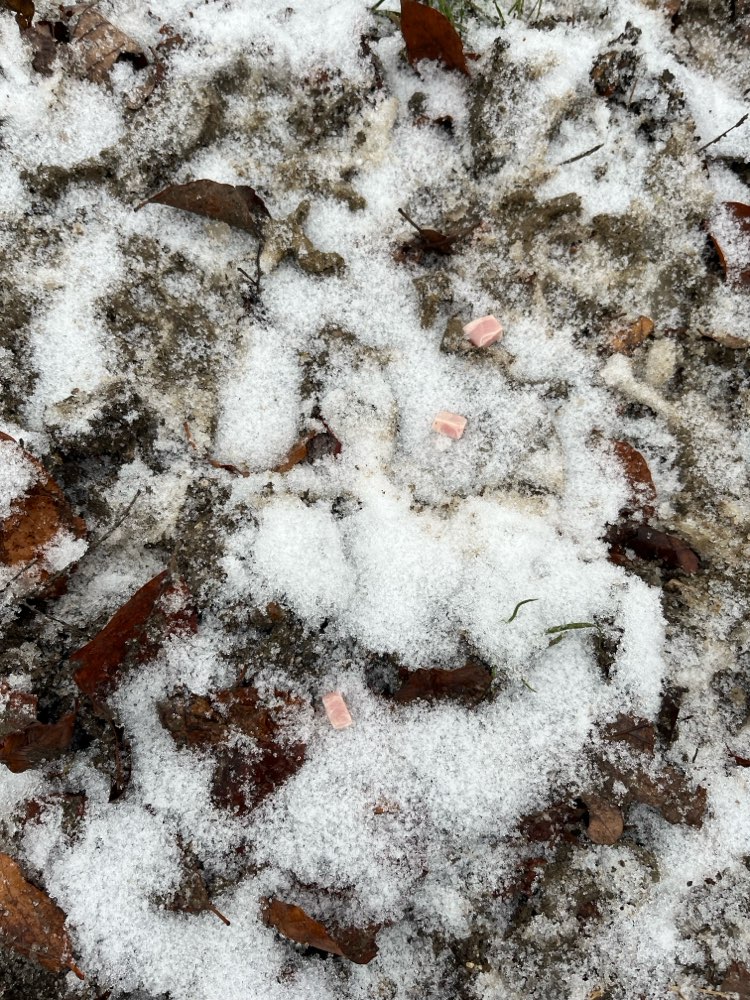 Giftköder-Fleisch Stückchen auf Wanderweg!-Profilbild