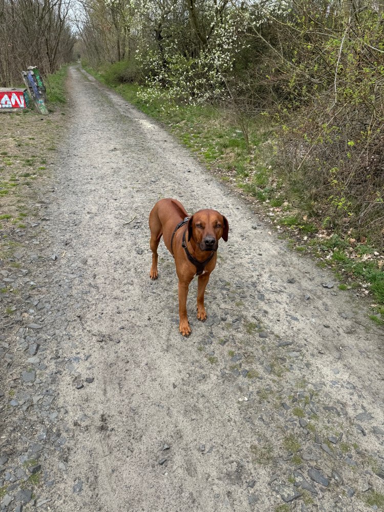 Suchmeldung-Laja-Profilbild