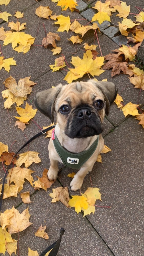 Hundetreffen-Spielfreunde gesucht-Profilbild