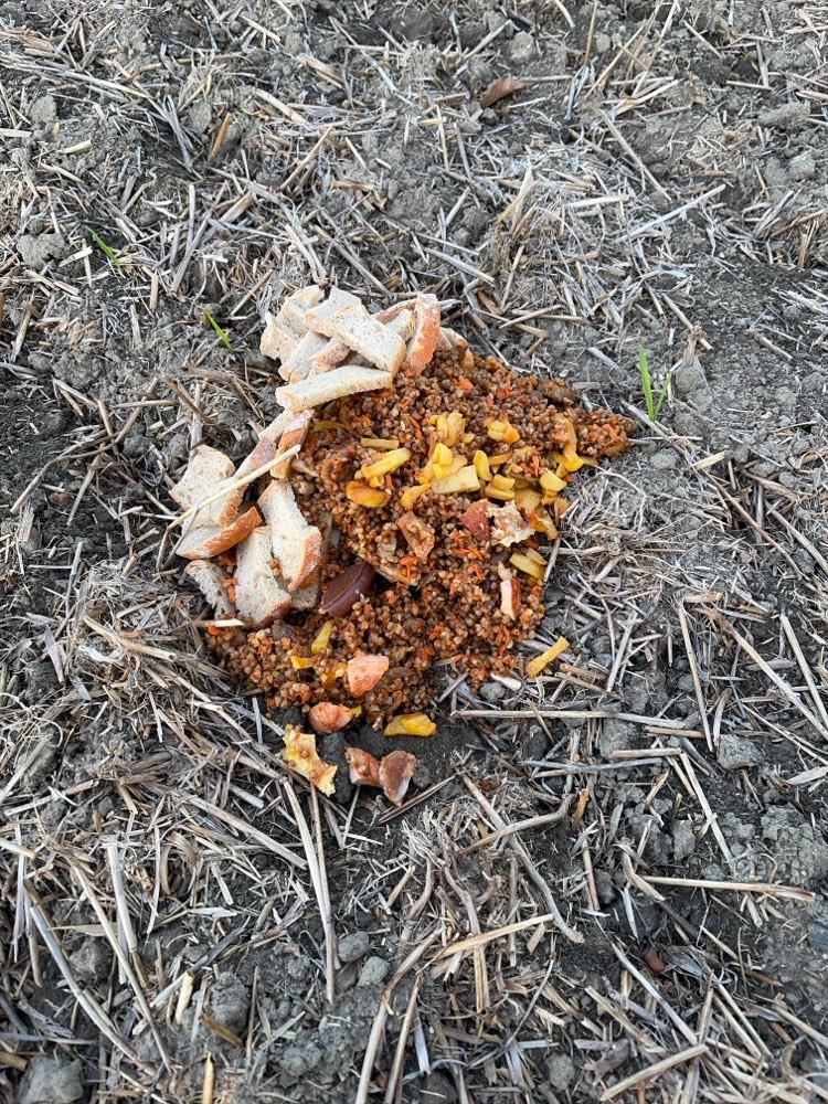Giftköder-Fragliche Giftköder in Lebensmitteln-Profilbild