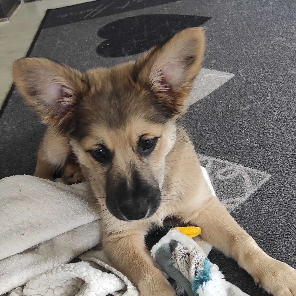 Hundetreffen-Lust auf gemeinsame Spaziergänge-Profilbild