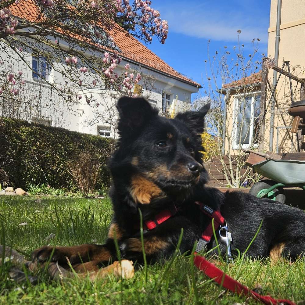 Hundetreffen-Sozial Walk-Profilbild