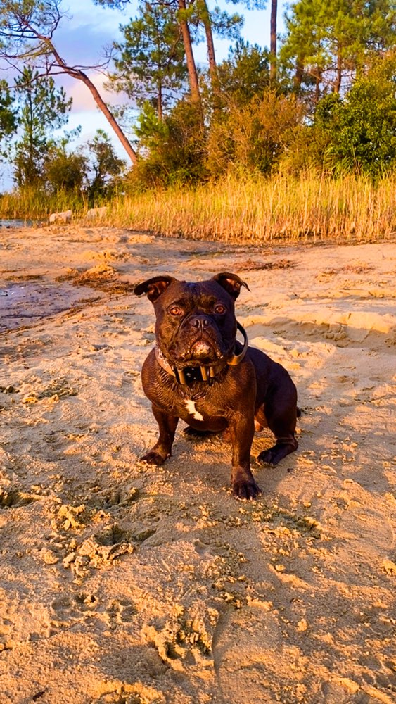 Hundetreffen-Gemeinsames Spazieren/ trainieren-Profilbild