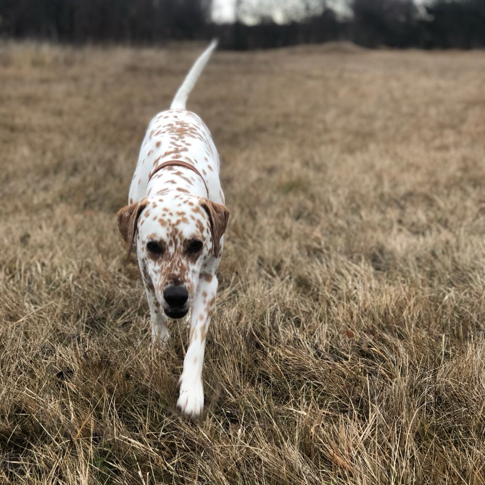 Hundetreffen-Power-Hunde-Treff-Profilbild