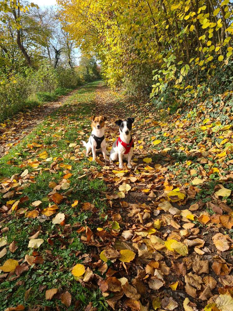 Hundetreffen-Gassi gehen + Spielen mit kleinen Hunden-Profilbild
