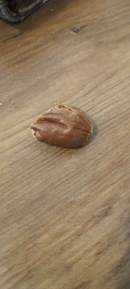 Giftköder-Evtl. Giftköder-Profilbild