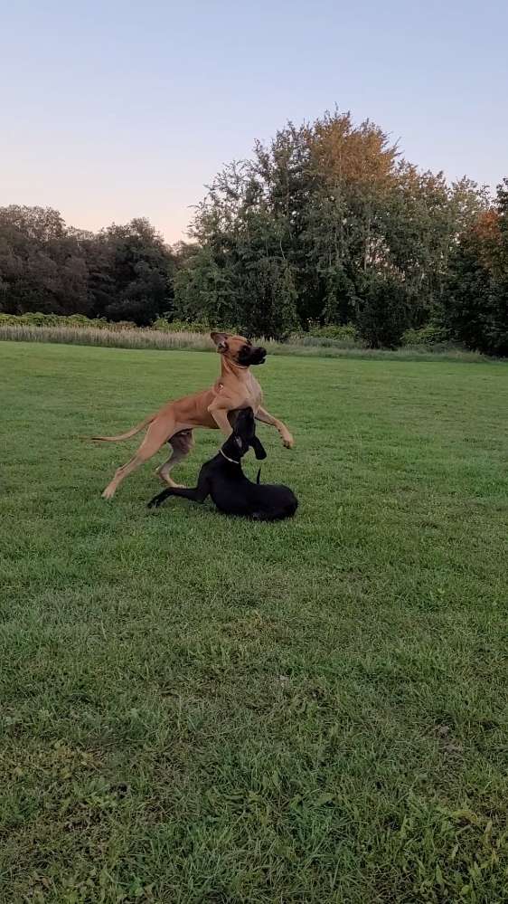 Hundetreffen-Jungspund sucht in Teupitz bzw näherer Umgebung Spielkameraden-Profilbild