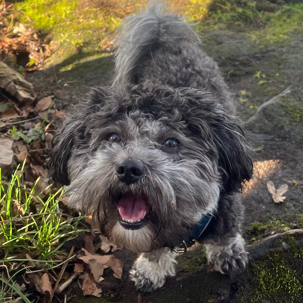 Hundetreffen-Hundefreunde gesucht-Profilbild