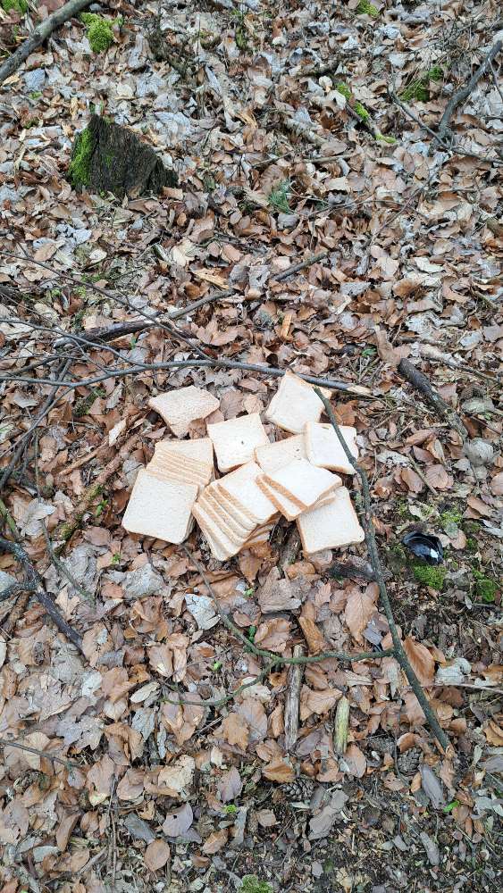 Giftköder-Toastbrot im Wald-Profilbild