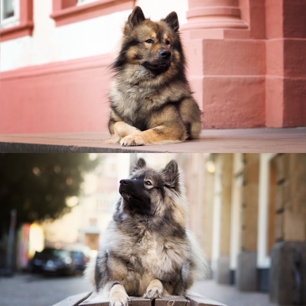 Hundetreffen-Wandertour 🥰-Profilbild