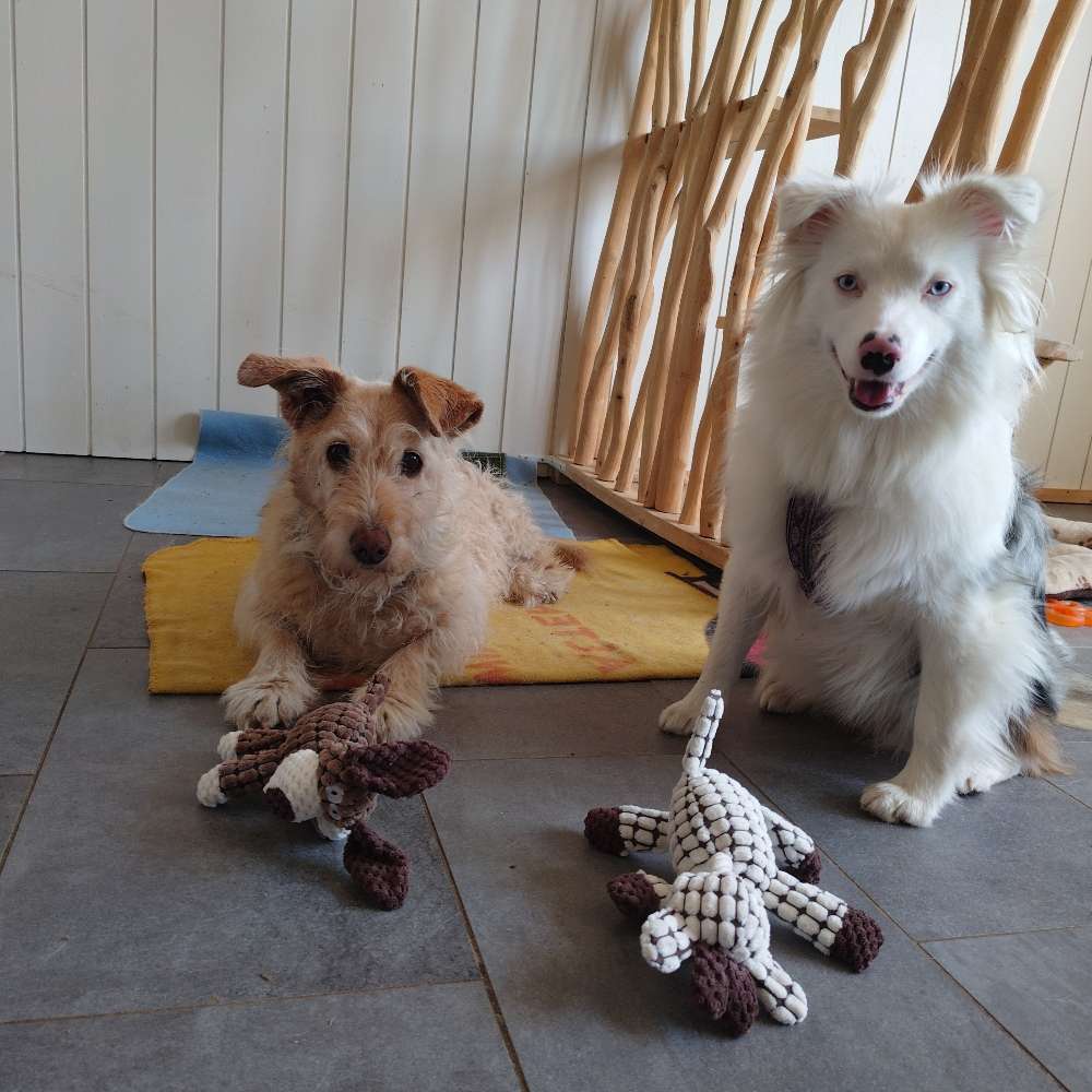 Hundetreffen-Sozial walk-Profilbild