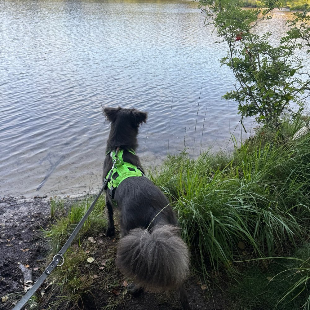 Hundetreffen-Hundebegegnungen & Gassirunden 🐾-Profilbild