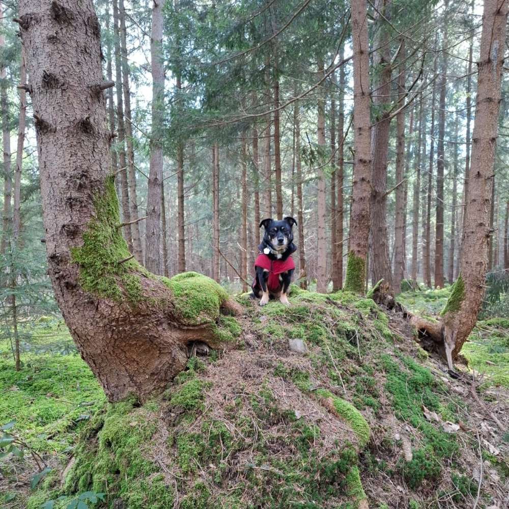 Hundetreffen-Entspannt & Flexibel unterwegs-Profilbild