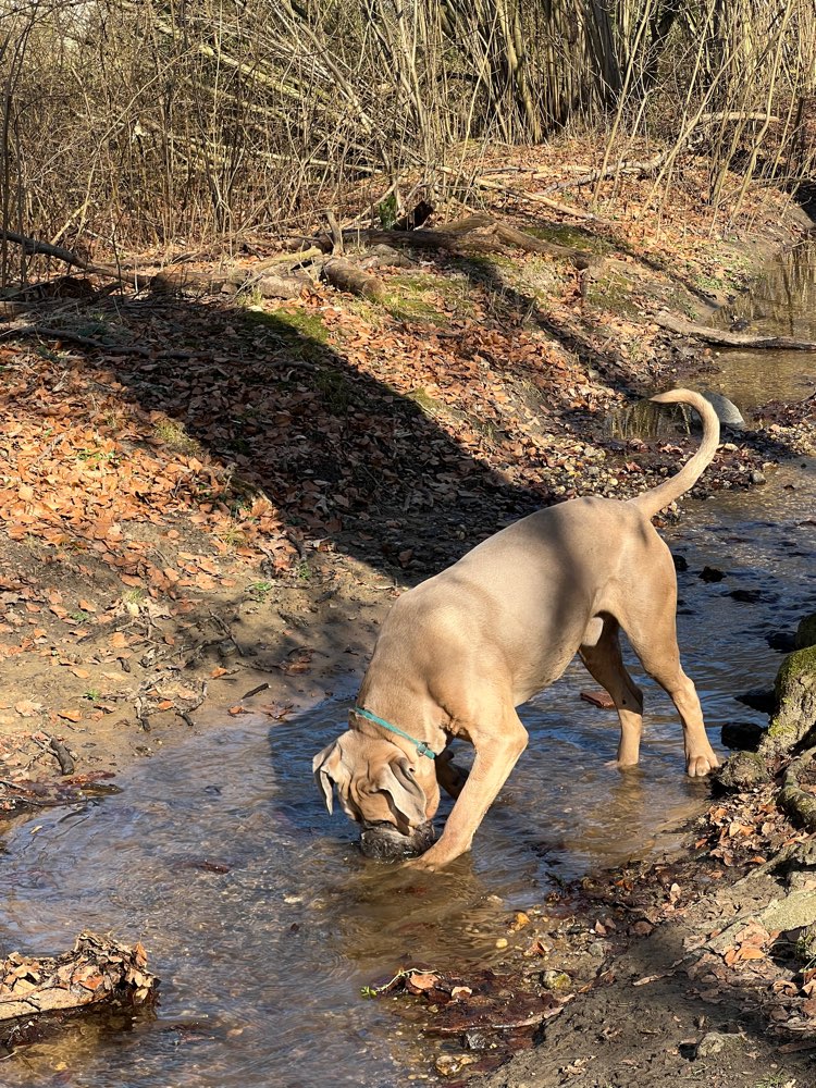 Hundetreffen-Treffen für „schwere“ Jungs (& Mädels)-Profilbild