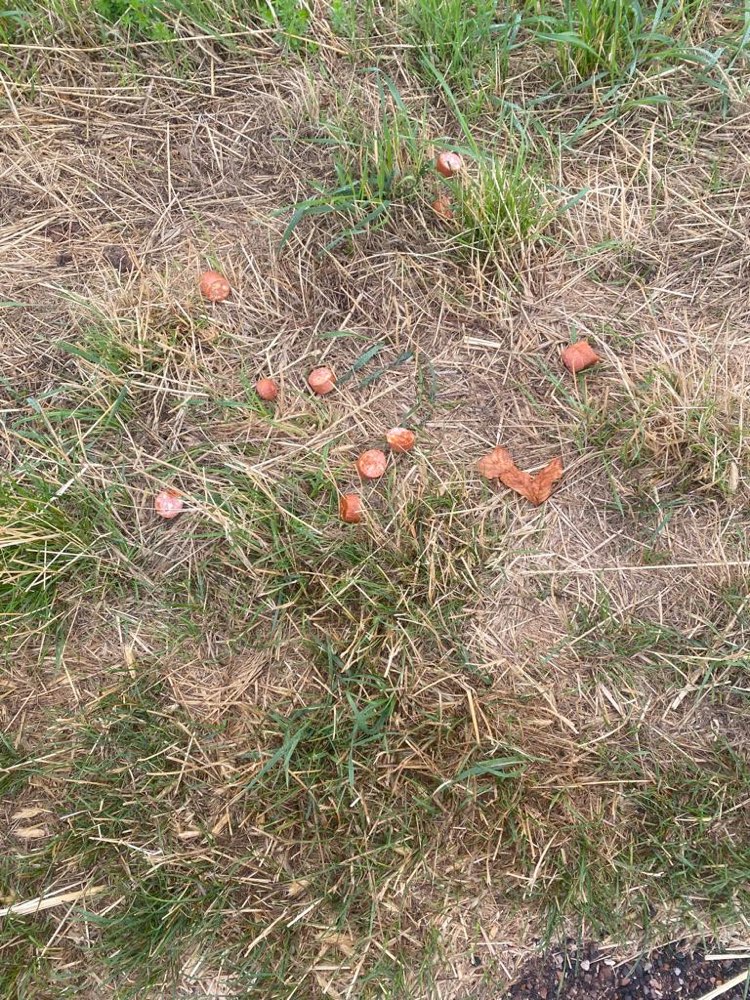 Giftköder-Ausgelegte Wurst-Profilbild