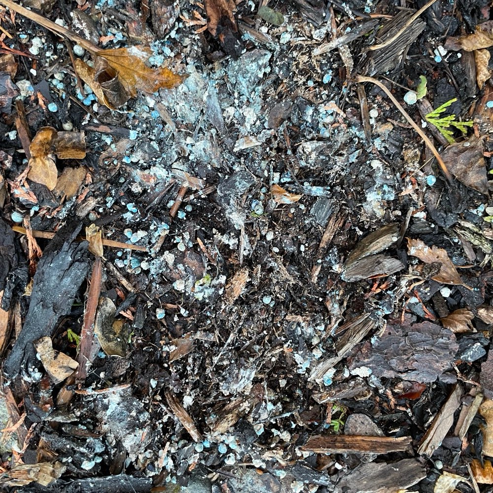 Giftköder-Vermutlich Rattengift/Schneckenkorn-Profilbild