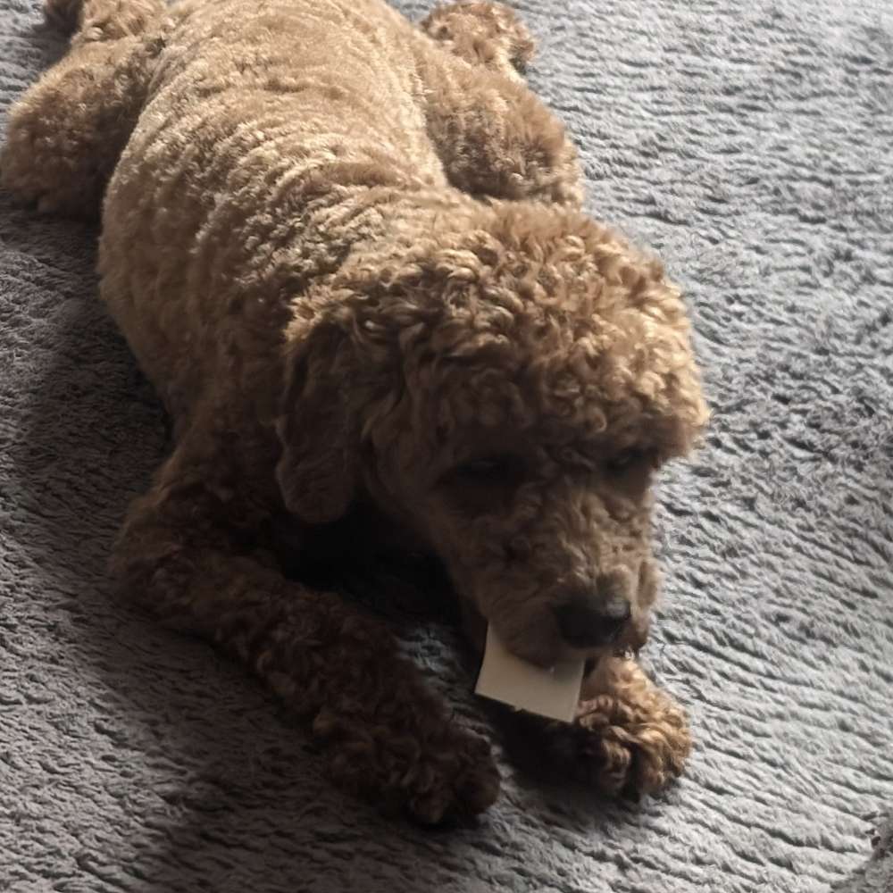 Hundetreffen-Gassirunde in Rudersberg-Profilbild