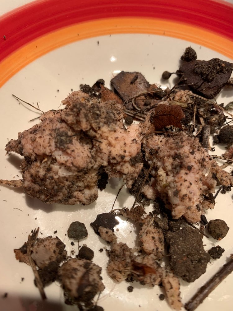 Giftköder-Undefinierbare Masse evtl. Meisenknödel-Profilbild