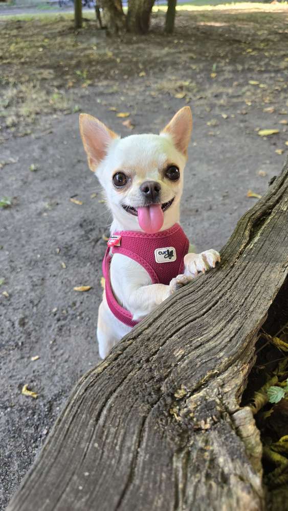 Hundetreffen-Gassi  & Spiele-Profilbild
