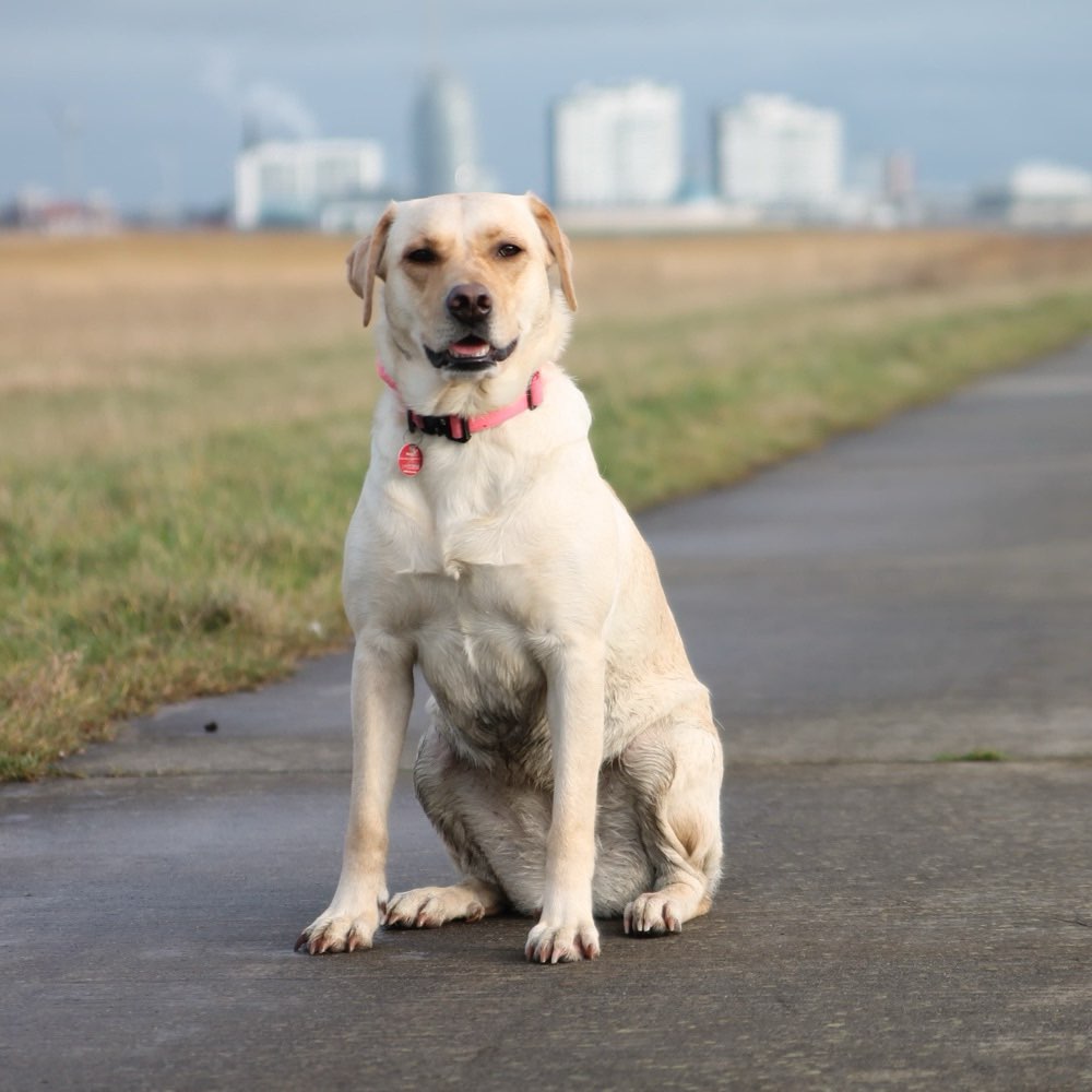 Hundetreffen-Trainingstreffen-Profilbild