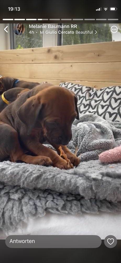 Hundetreffen-Welpentreffen Raum Kaisersesch ab Juni 2026-Profilbild