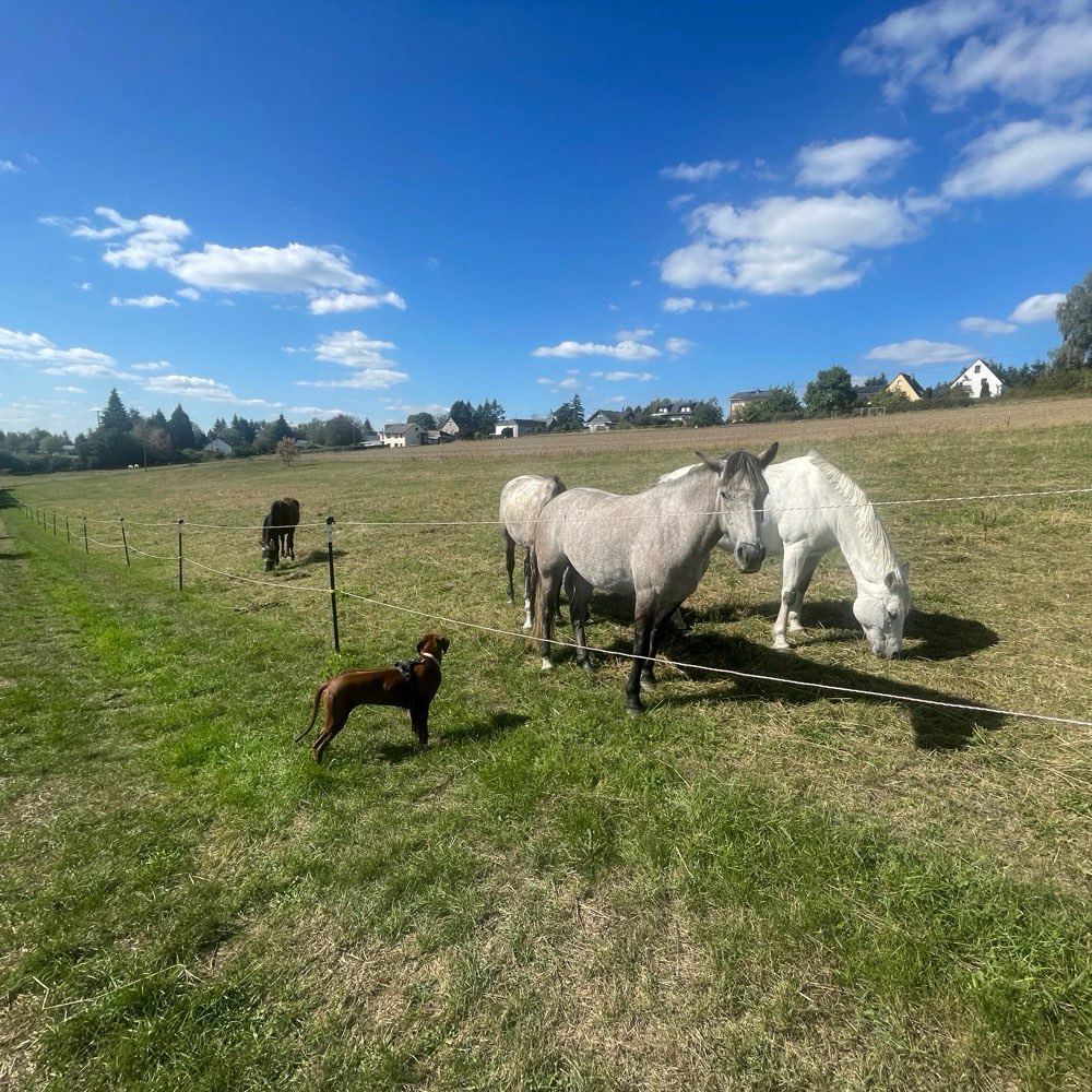 Hundetreffen-Spaziergänge, kl. Wanderungen oder gemeinsames Spielen iR Kaisersesch-Profilbild