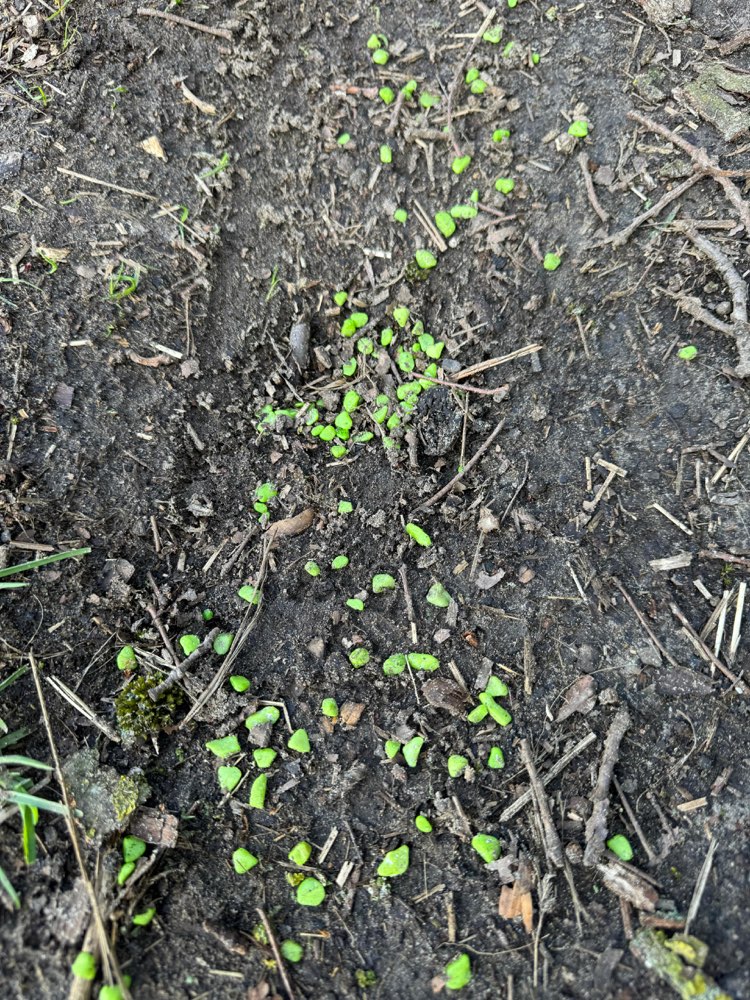 Giftköder-Schneckenkorn-Profilbild