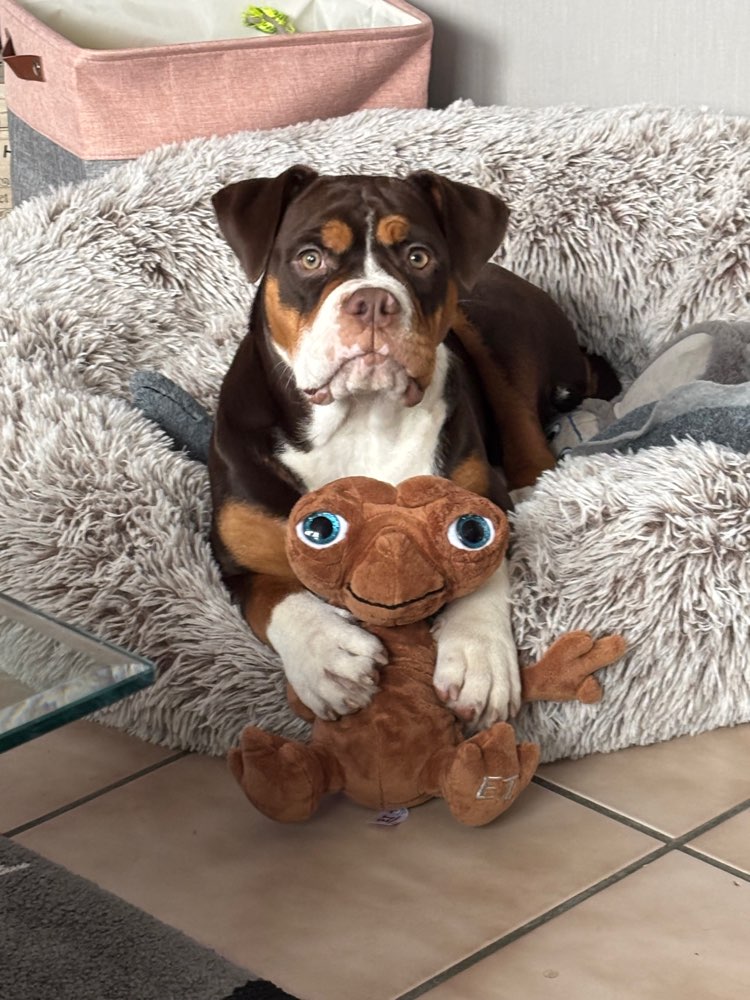 Hundetreffen-Gassi & spieltreffen-Profilbild