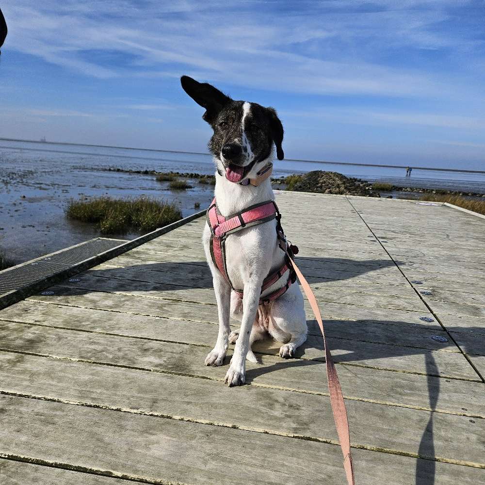 Hundetreffen-Gemeinsame Spaziergänge-Profilbild