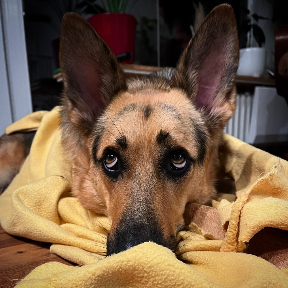 Hundetreffen-Toben, Rennen, Spielen-Profilbild